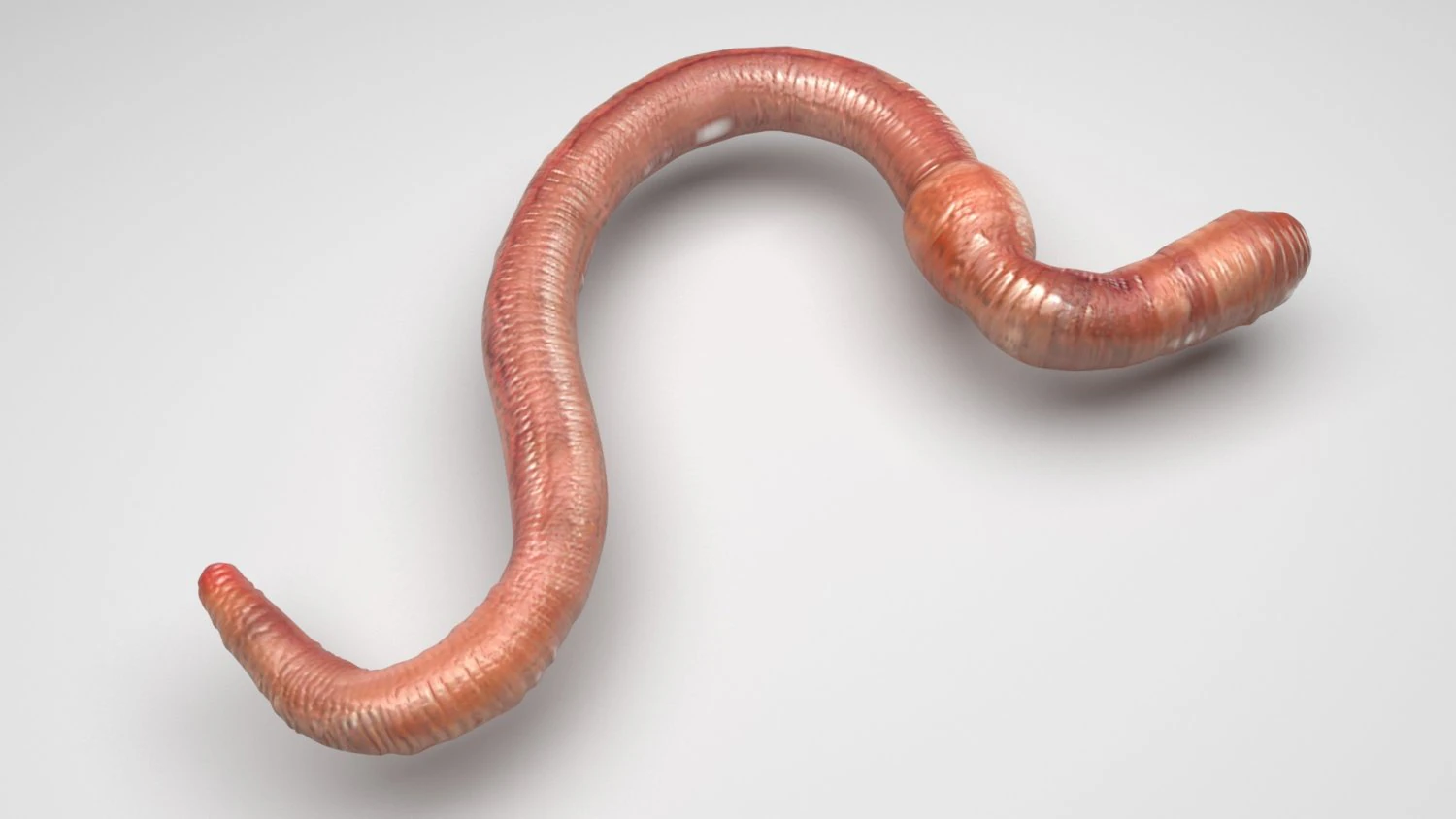 Earthworm 3D Model .c4d .max .obj .3ds .fbx .stl .blend 