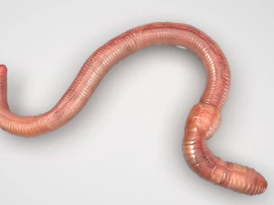 Earthworm 3D Model