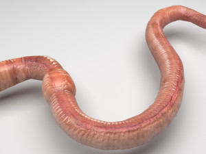 Earthworm 3D 모델