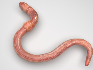 Earthworm 3D 모델