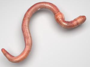 Earthworm 3D 모델