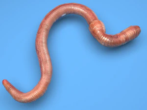 Earthworm 3D Model