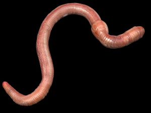 Earthworm 3D Model