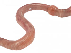 Earthworm 3D Model
