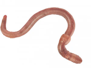 Earthworm 3D Model