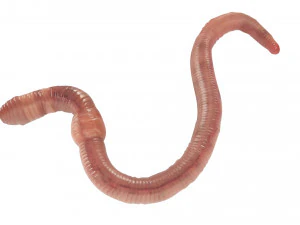 Earthworm 3D Model