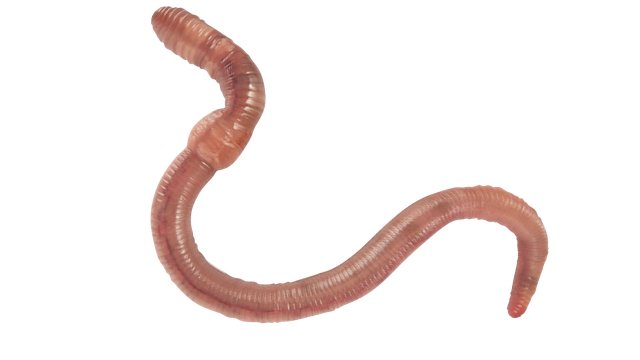 Earthworm 3D Model in Insects 3DExport