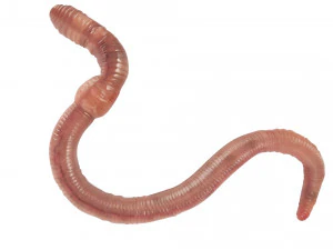 Earthworm 3D Model