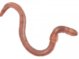 Earthworm 3D Model