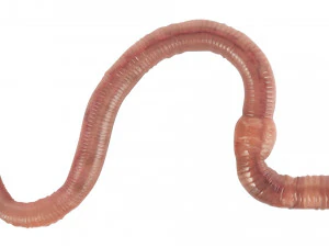 Earthworm 3D Model