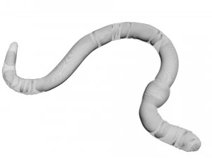 Earthworm 3D Model