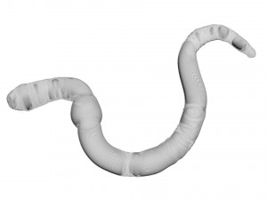 Earthworm 3D 모델