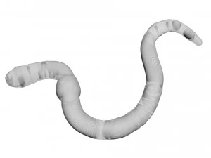 Earthworm 3D Model