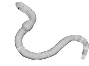 Earthworm 3D Model