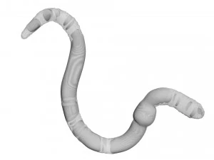 Earthworm 3D Model