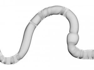 Earthworm 3D Model