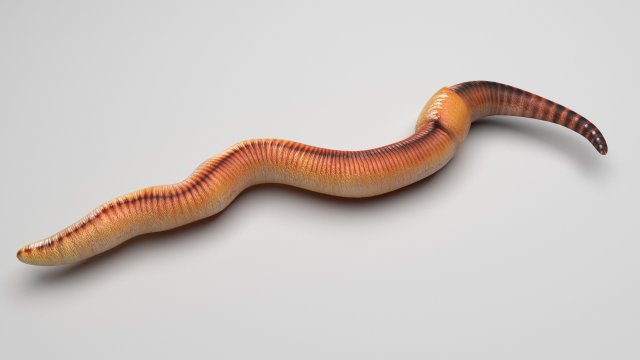 Earthworm 3D Model in Insects 3DExport
