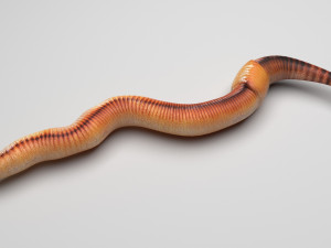 Earthworm Modello 3D