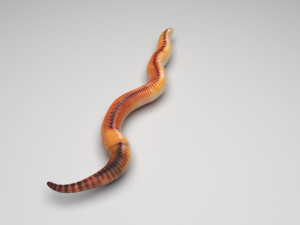 Earthworm 3D Model