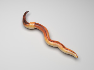 Earthworm 3D Model