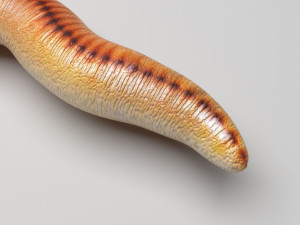 Earthworm 3D Model