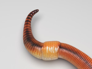 Earthworm 3D Model