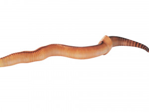 Earthworm 3D Model