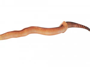 Earthworm 3D Model
