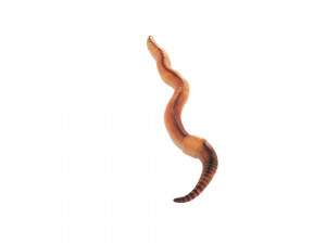 Earthworm 3D Model