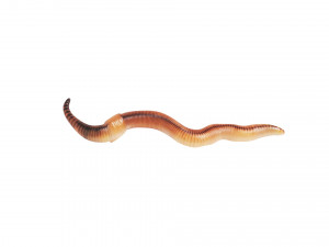 Earthworm 3D Model