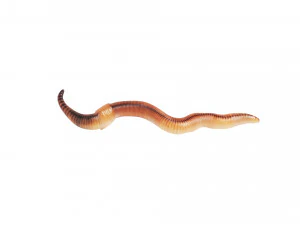 Earthworm 3D Model