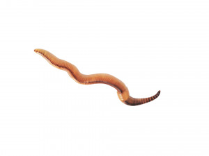 Earthworm 3D Model