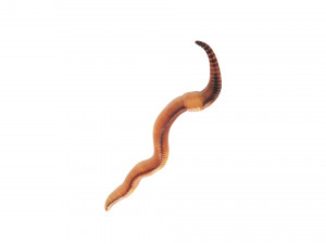 Earthworm 3D Model
