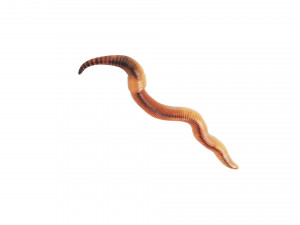 Earthworm 3D Model