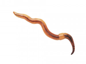 Earthworm 3D Model