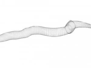 Earthworm 3D Model