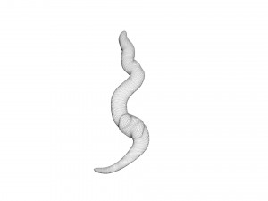 Earthworm 3D Model