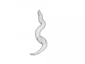 Earthworm 3D Model