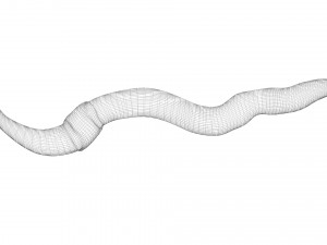 Earthworm 3D Model