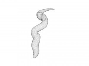 Earthworm 3D Model