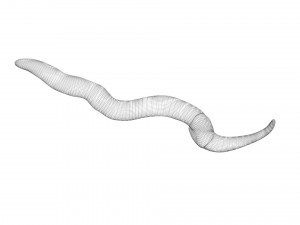 Earthworm 3D Model