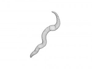 Earthworm 3D Model