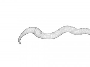 Earthworm 3D Model