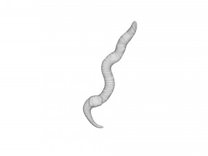 Earthworm 3D Model