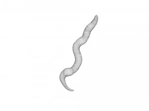 Earthworm 3D Model