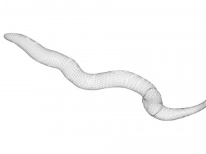 Earthworm 3D Model