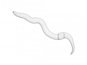 Earthworm 3D Model