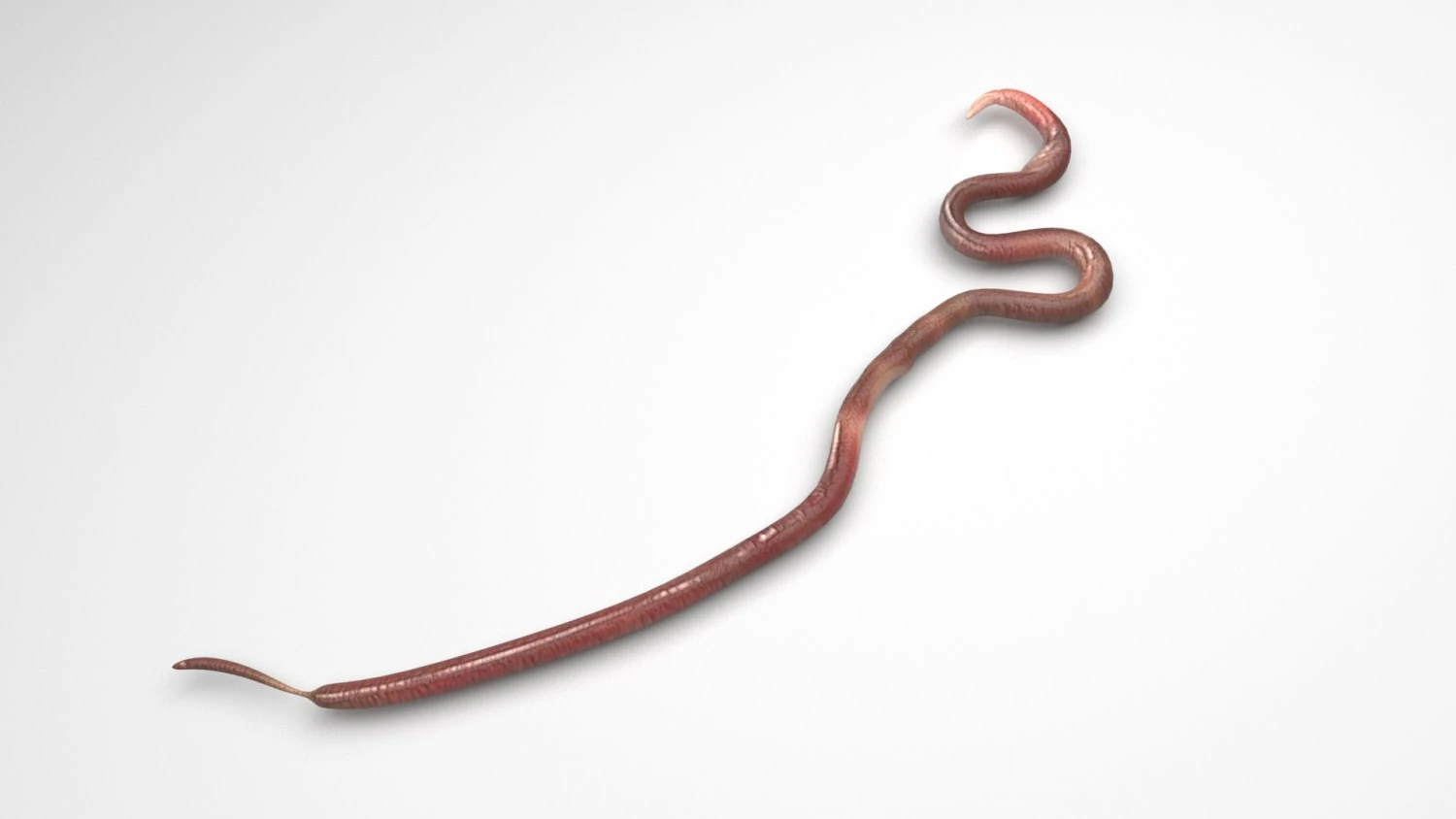 Roundworm 3D Model .c4d .max .obj .3ds .fbx .stl .blend 