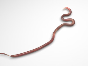 Roundworm 3Dモデル