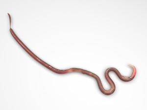 Roundworm Modello 3D